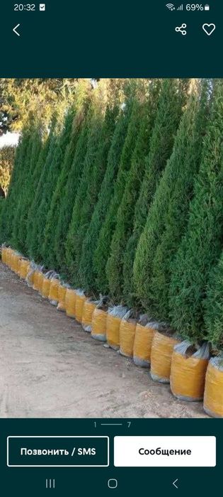 Archa va gullar arson narxlarda sotiladi Xaxlagan Archadan bori