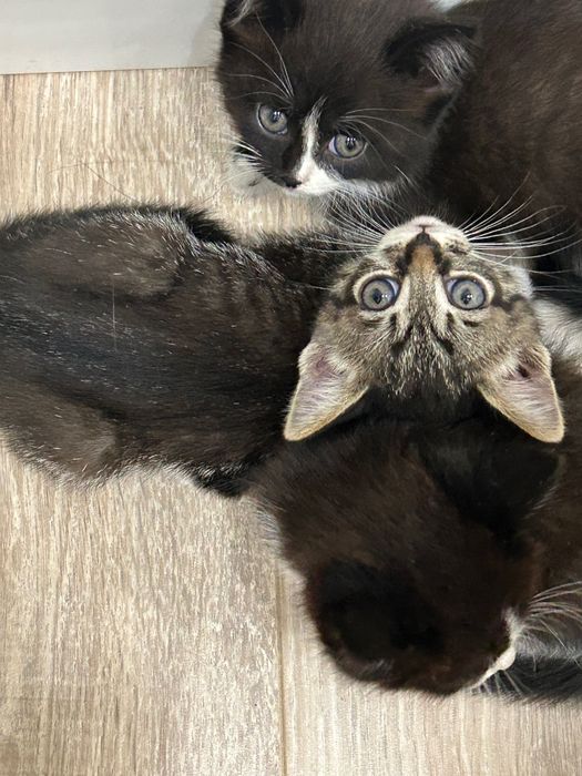 Котята даром в хорошие руки