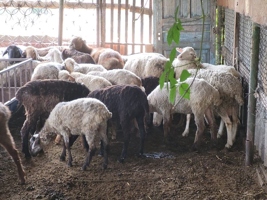 Круг общий 55000