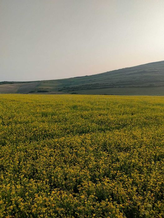 Vând sămânță ghizdei,lucerna