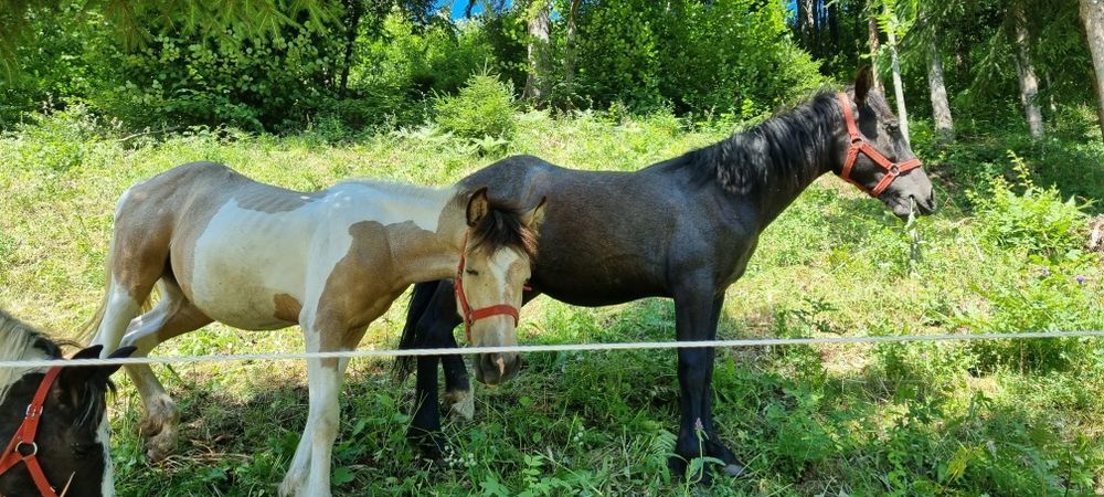 Cai de un an de vanzare