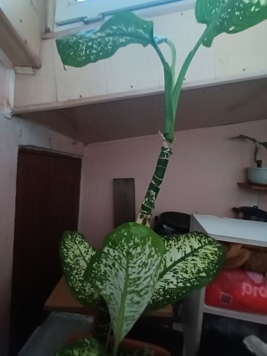 Plante de apartament