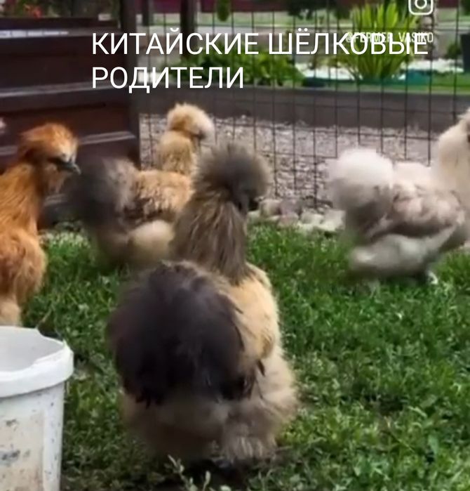 Петушки Китайская шёлковое