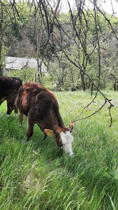 Vand vitea de 1.4 ani