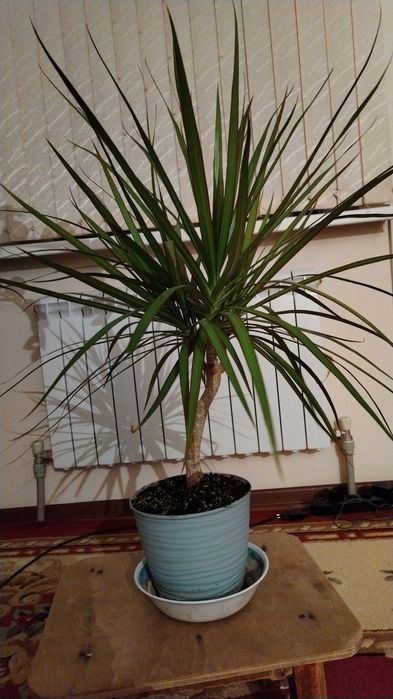 Гименакаллис комнатный