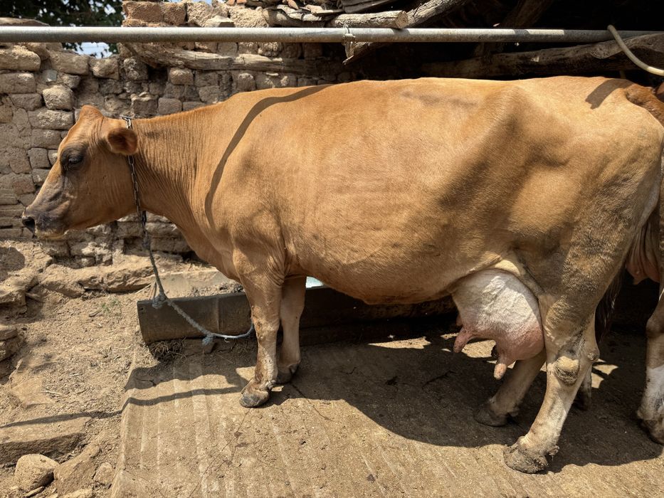 Продавам телни крави и юници