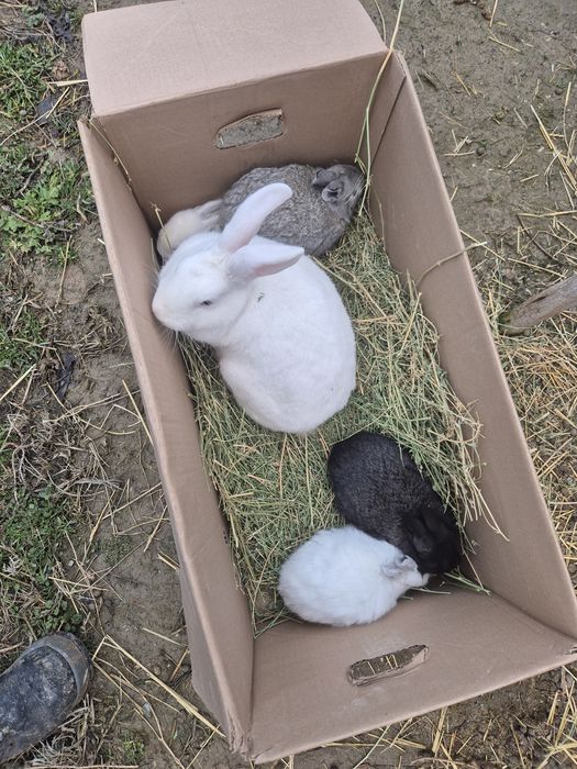 Кролик, кояндар сатылады