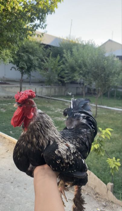 Brama xoroz  2 yoshar