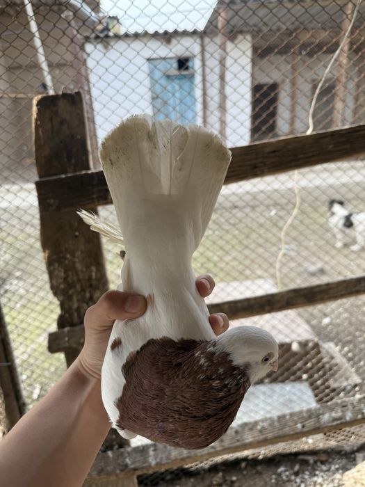 Продаю самец капкан чистый обрезной