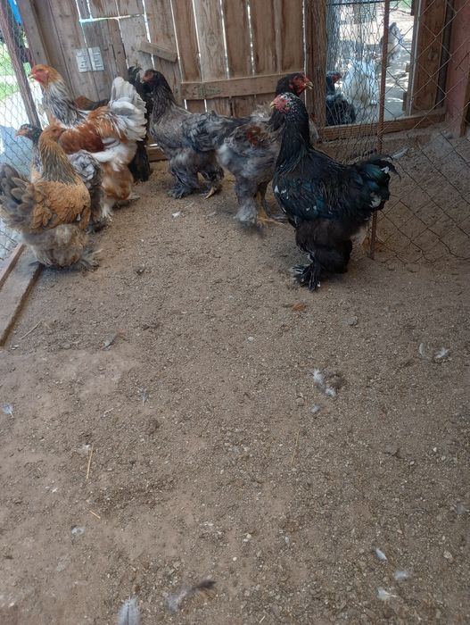 Vind Brahma Cocosi