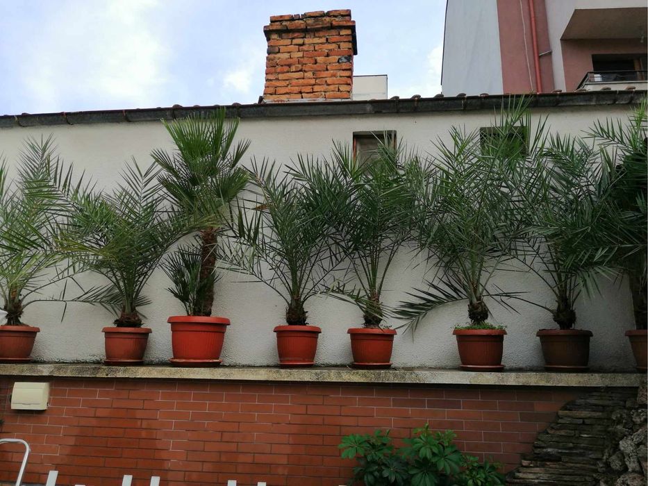 Палми в саксии, финикови - останали 6 бр.