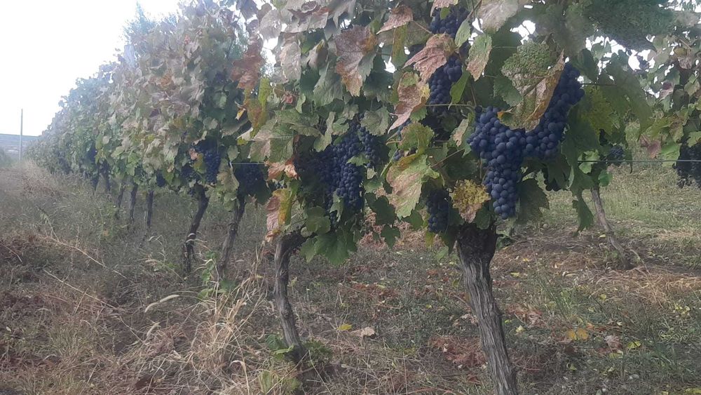 Struguri Merlot si Cabernet Sauvignon de Vânzare
