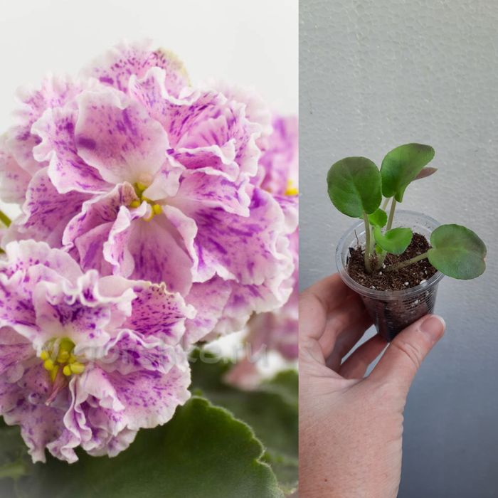 Фиалка ле-айседора детка и много других цветов