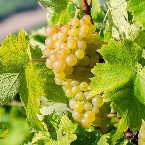 Struguri Vin Feteasca Pinot Traminer Cabernet