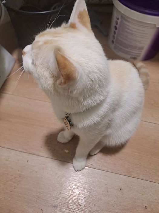 Кот домашний 1 год