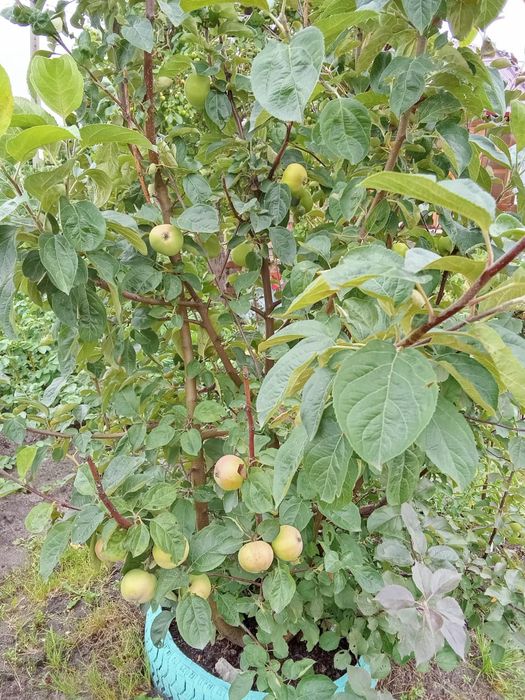 Продам дачу 6,5 соток