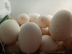 vând 3 gâște,2 rațe tinere