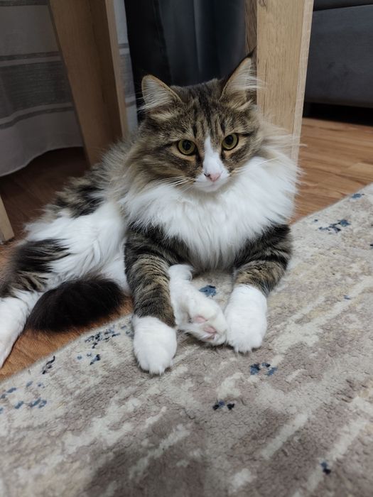 Отдам кота в добрые руки