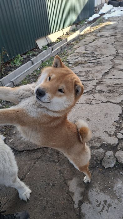 Племенной Сиба-ину