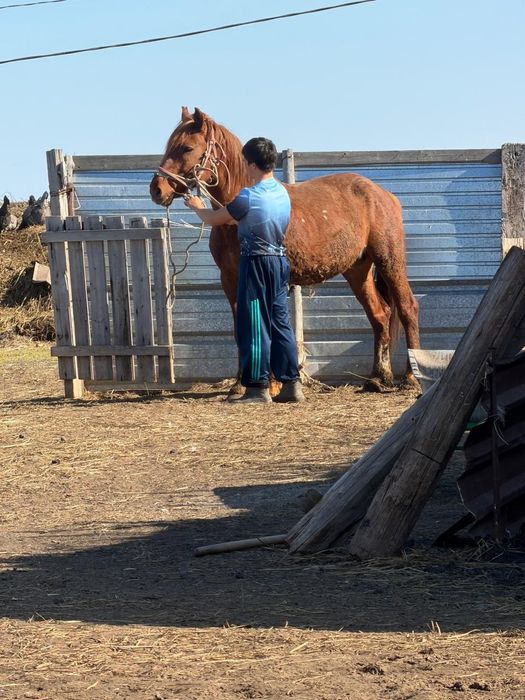 7 летка конь  красный