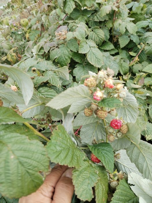 Малина сорт Вислуха