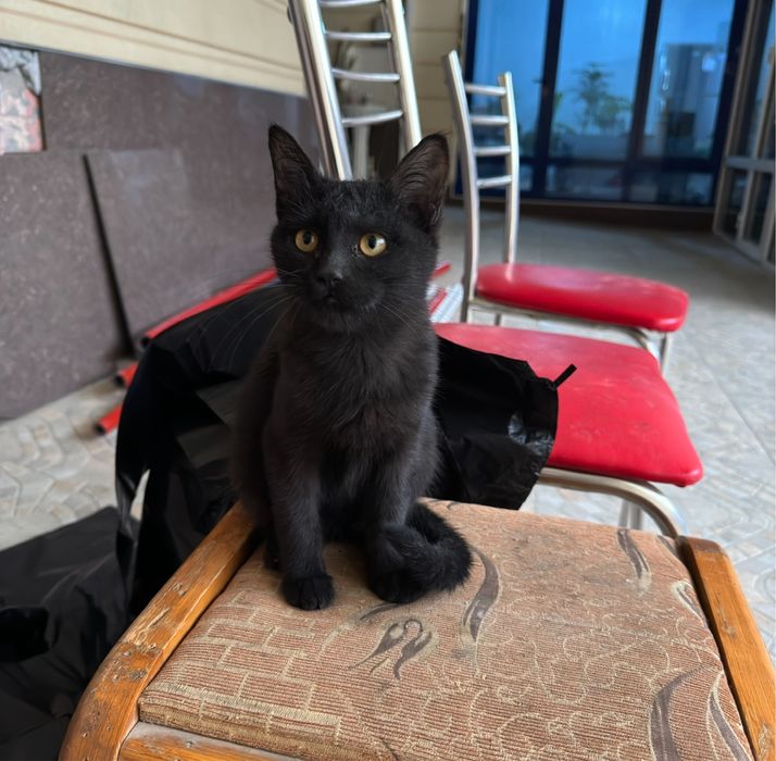 Домашный котенок 5 месяц