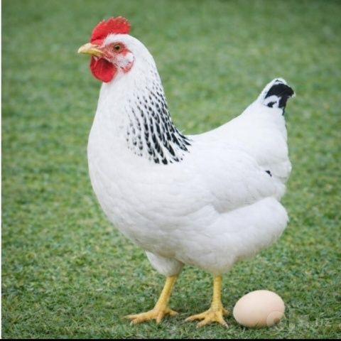 Adler tovuqlar tuxumda 1 oy boldi
