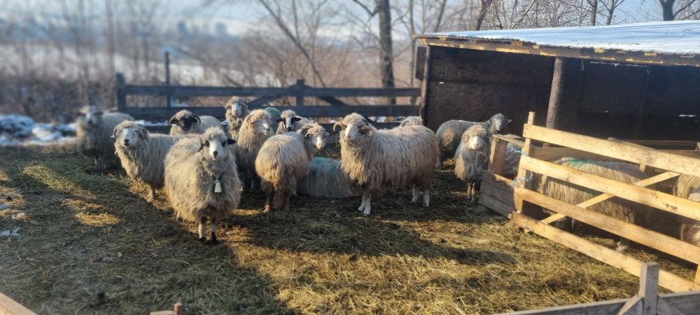 Oi tinere de vănzare