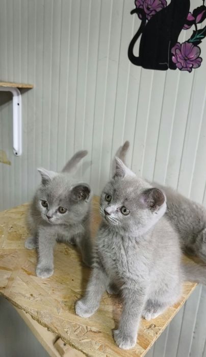 British Shorthair Blue