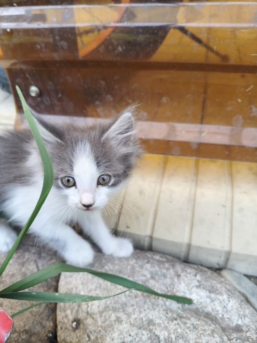 Котята и кошка крысыловка.