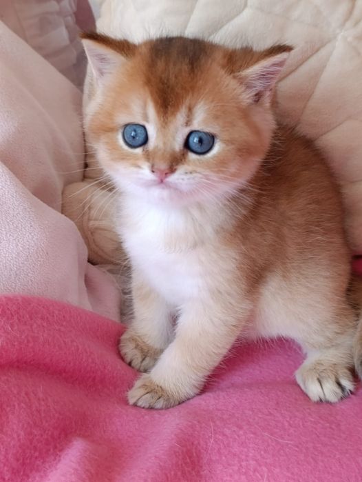 British shorthair NY 11 golden