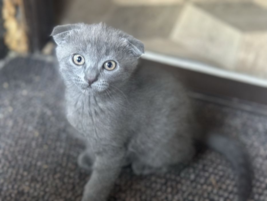 Отдам котят в хорошие руки