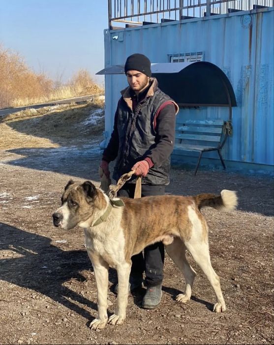 Шерхан легендарный алабай сао