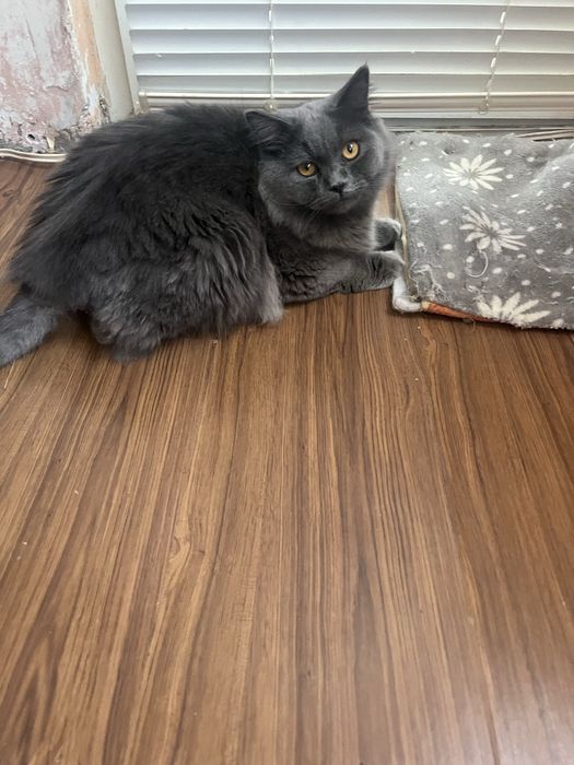 продава се 150 лв.!