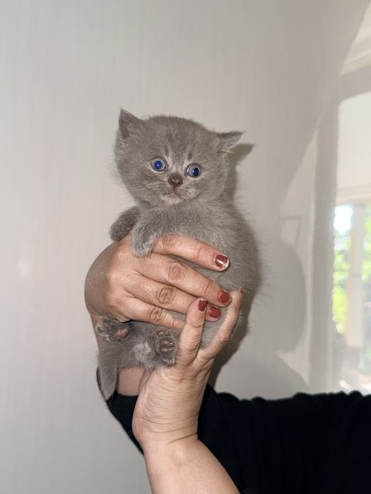 mushukchalar sotuvdaaa ulgurib qoling