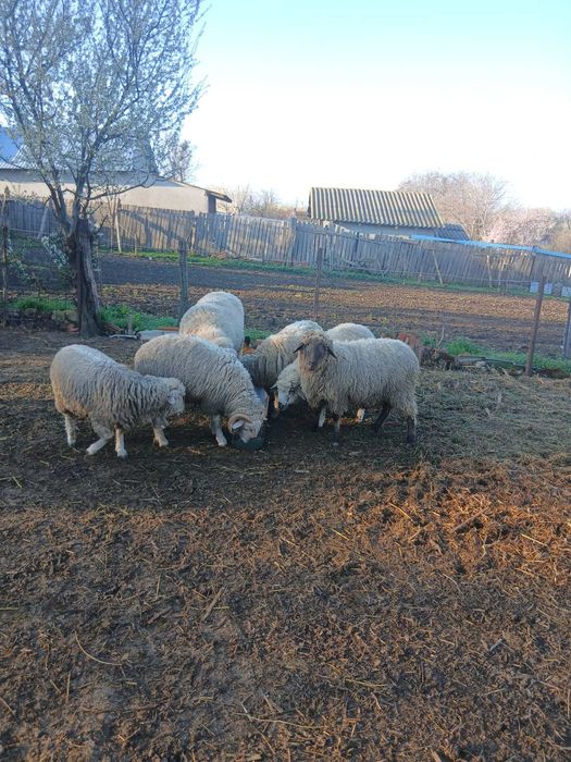 Carlani / berbeci - 20 lei kg in viu