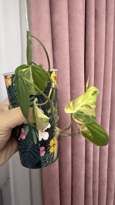 Филодендрон Миканс вариегатный