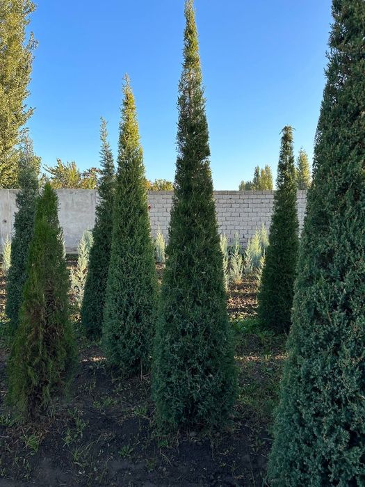 Арча маживелник 3.5м