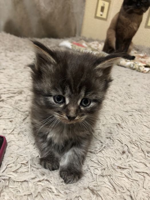 Продам котят майкуна(смесь сеамец)