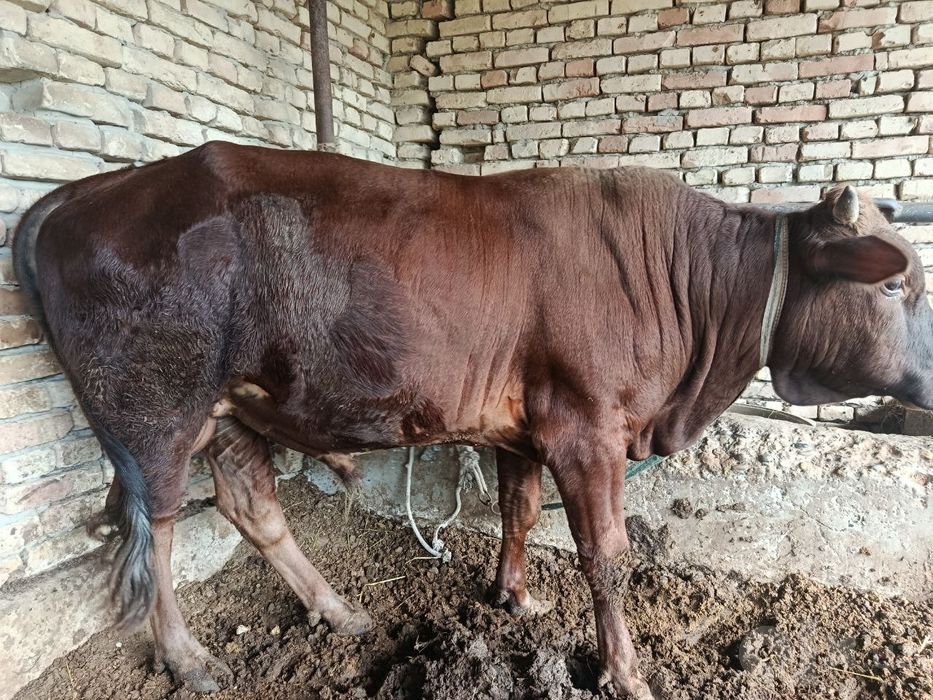Buqa sotiladi semiz yeyishi zor narxi 25mln keliwamiz Buxoro jondor