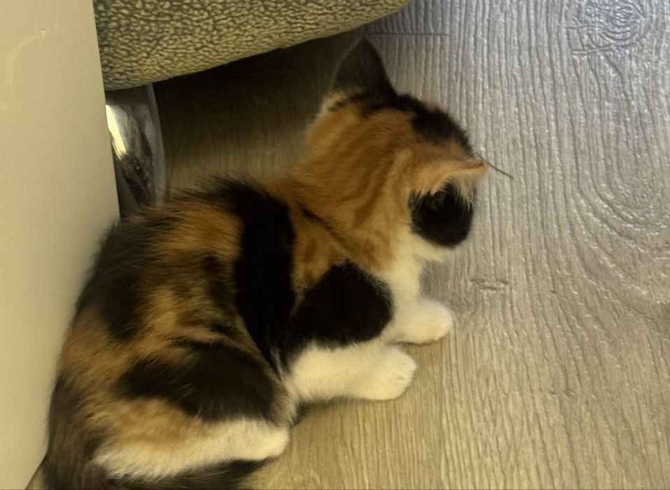 Котята домашние 2,5 месяца два мальчика и девочка