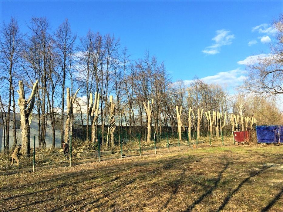 Спил дерево по городу Усть-Каменогорск
