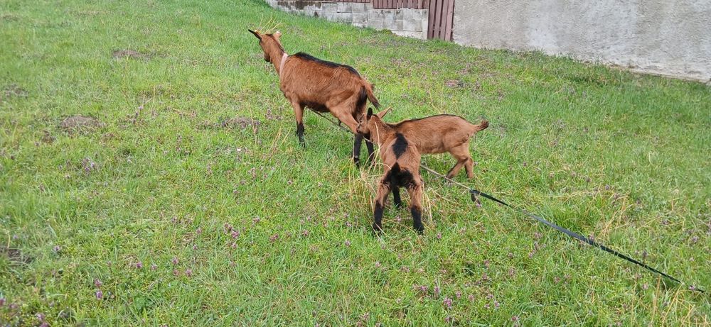 Vând iezi alpini Franțezi  pt ținut sau tăiat .Schimb cu iede