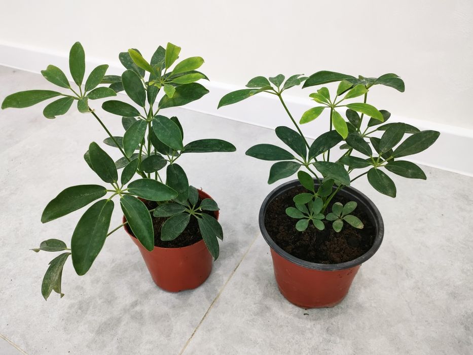 Шеффлера &  Доставка есть