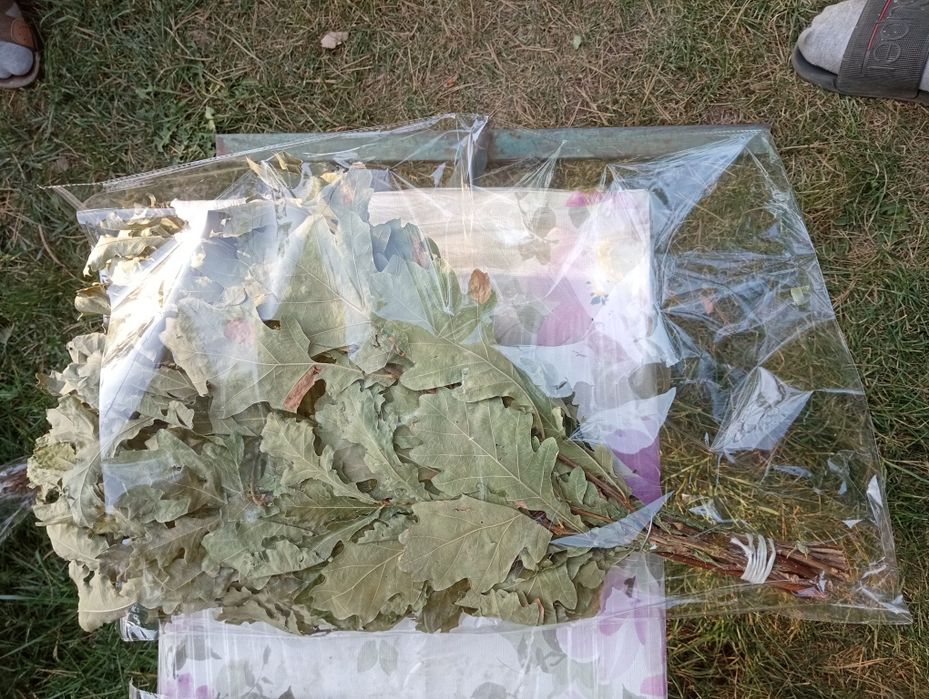 Дубовый банный веник свежий