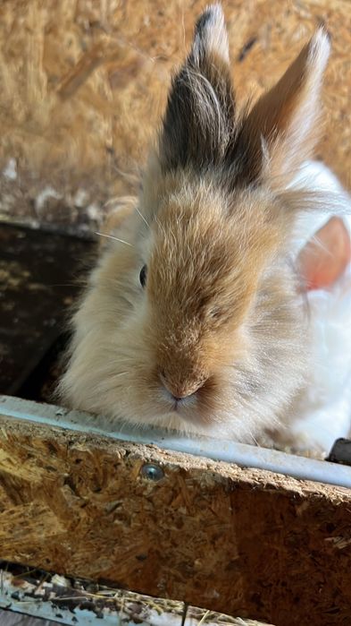 Продам декоративных кроликов