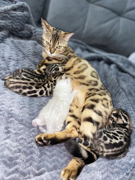 Бенгальские чистокровные котята