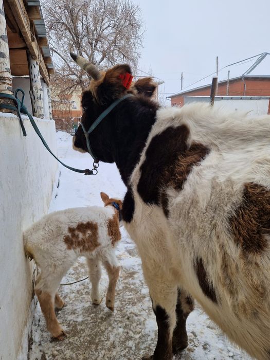 Бузаулы сиыр сауын сиыр