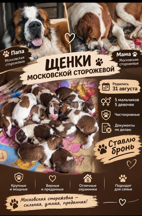 Щенки московской сторожевой