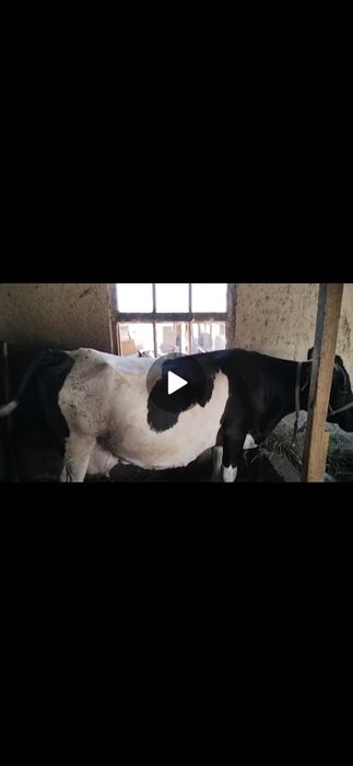 Дойные коровые молодые
